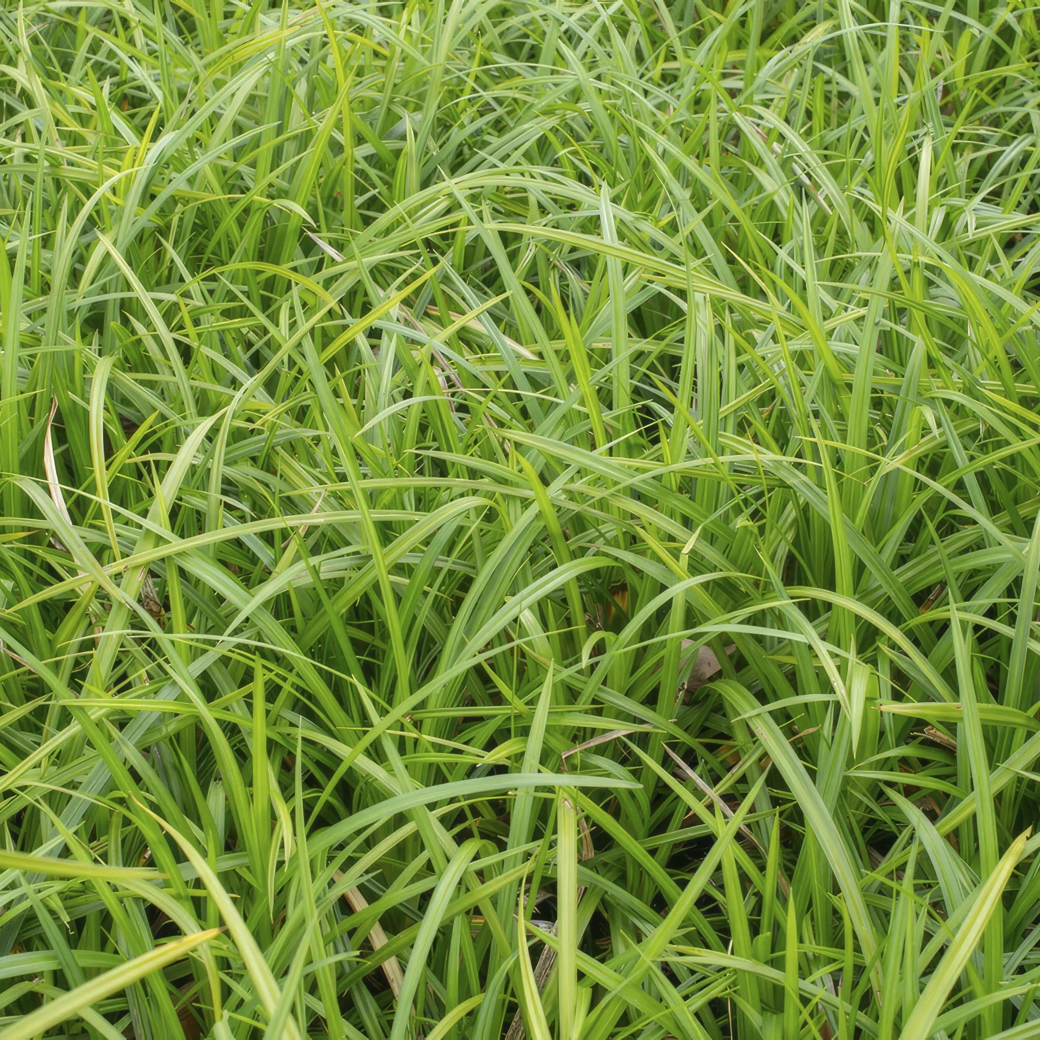 6x Carex morrowii 'Ice Dance' - ↕10-25cm - Ø9cm