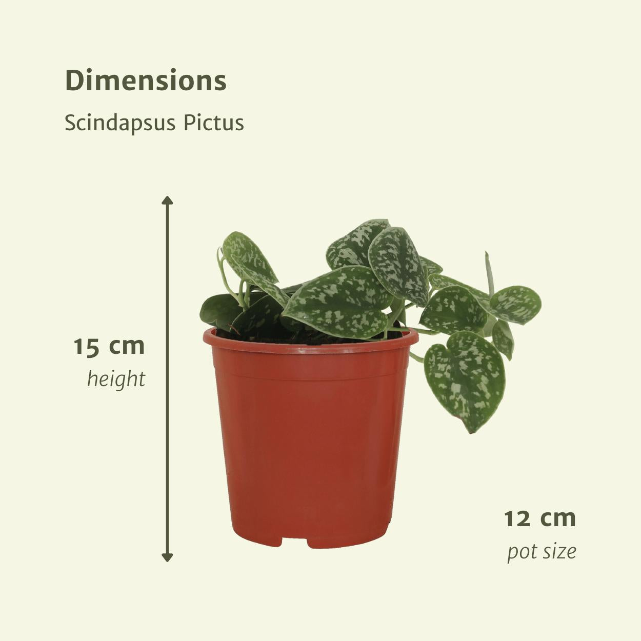 2x Scindapsus Pictus - Epipremnum - 15cm - ø12