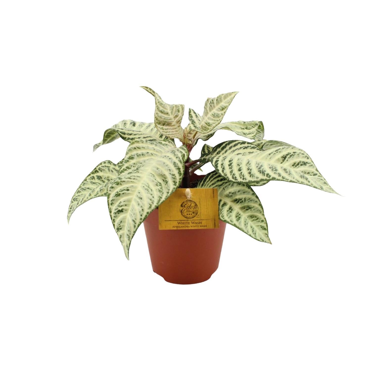 Aphelandra White Wash - 25cm - ø12