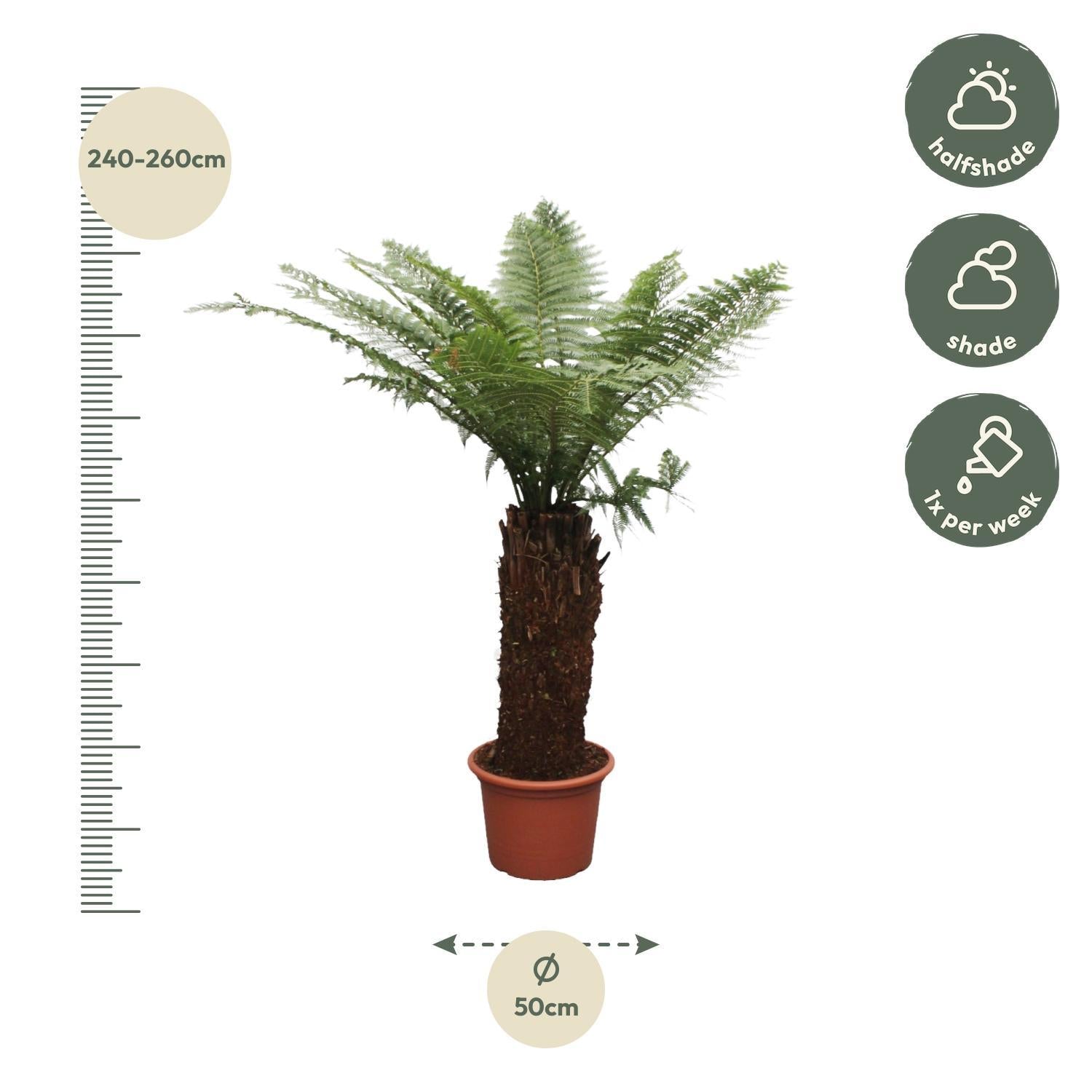 Dicksonia Antarctica - 250cm - ø50