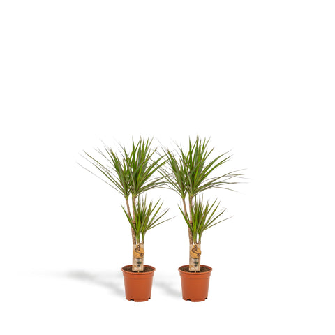 2x Dracaena - ↨90cm - Ø17cm