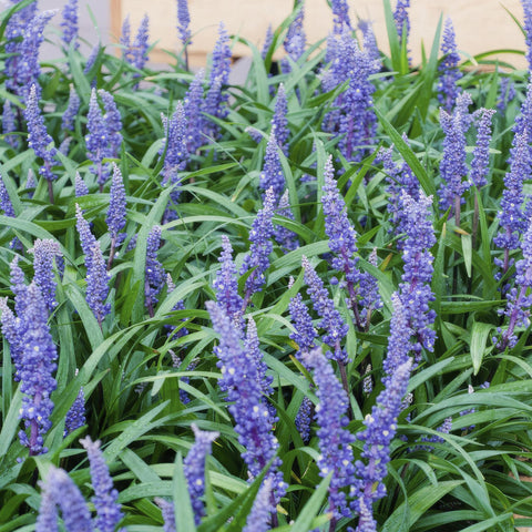 6x Liriope muscari 'Big Blue' - ↕10-25cm - Ø9cm - 6x