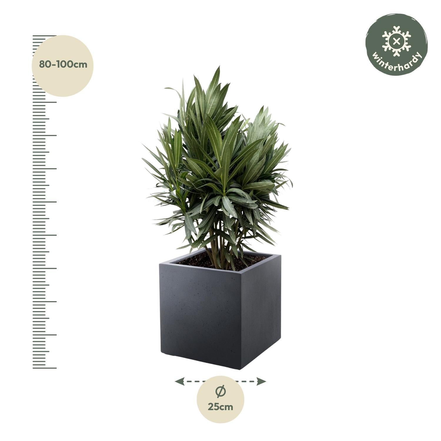 Nerium Oleander Strauch mit roten Blumen - 90cm- Ø22