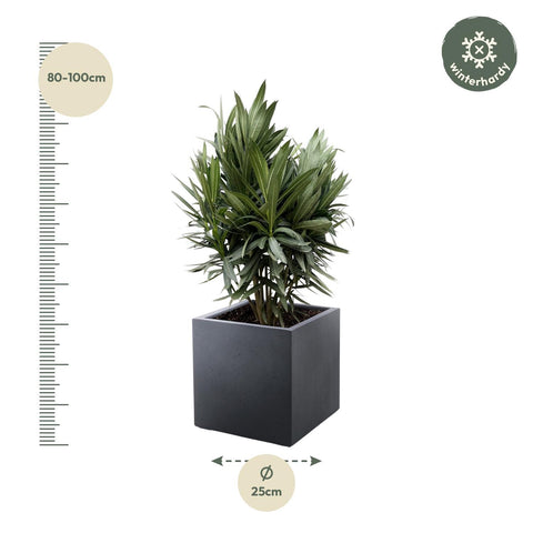 Nerium Oleander Strauch mit roten Blumen - 90cm- Ø22