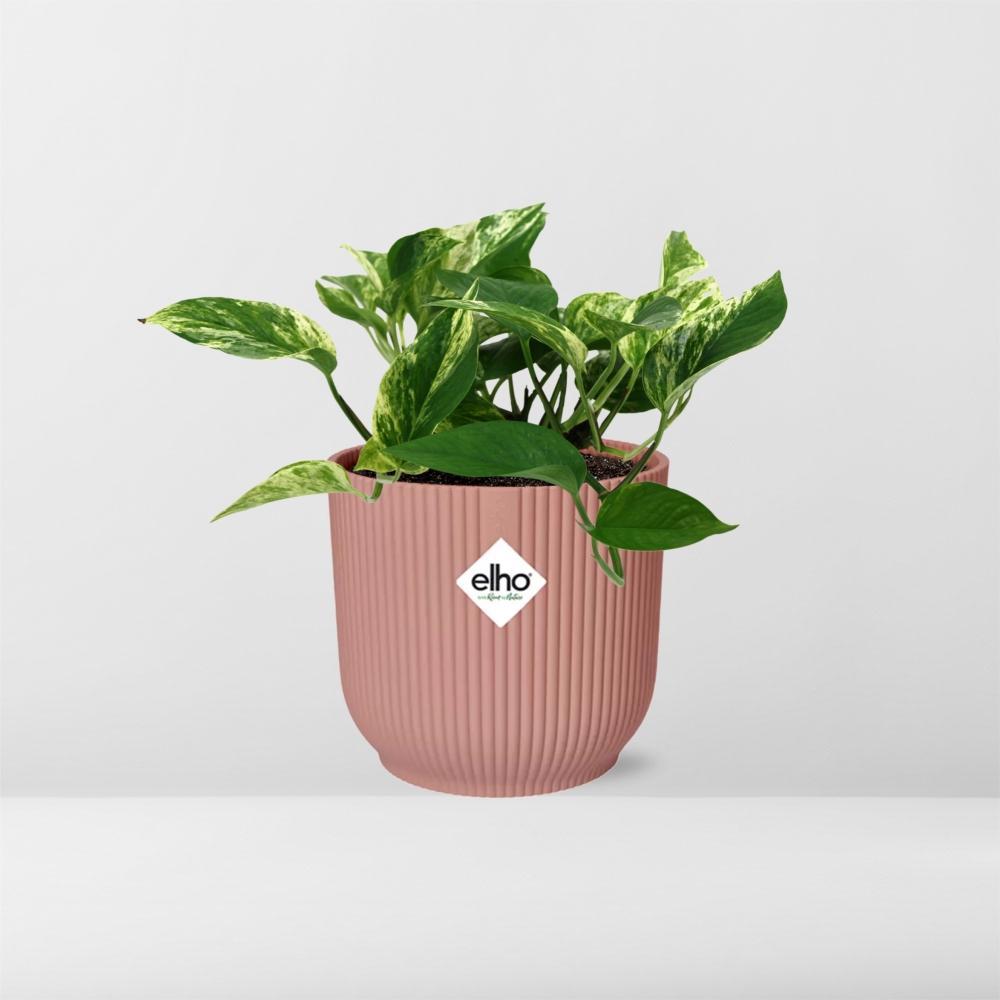 Scindapsus (Epipremnum) Marble Queen in elho Vibes Fold 14cm Rosa