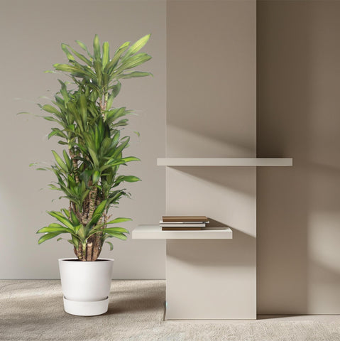 Dracaena Eve - 160 cm  - ø30