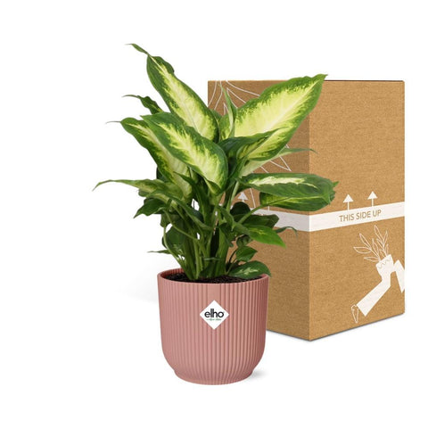 Dieffenbachia ‘Camilla’ in ELHO Vibes Fold 14cm Rosa