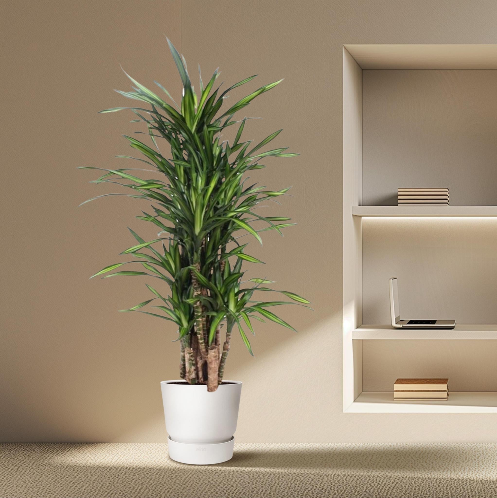 Dracaena Riki - 140 cm - ø30