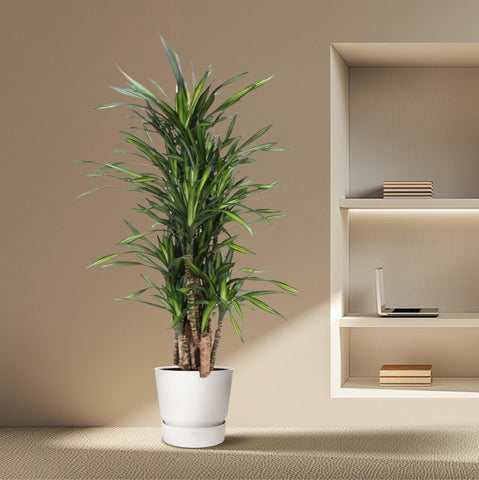 Dracaena Riki - 140 cm - ø30