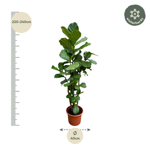 Ficus Lyrata verzweigt XXL - 230cm - ø40