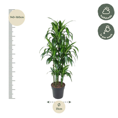 Dracaena Hawaiiana Carrousel - 150 cm - ø31