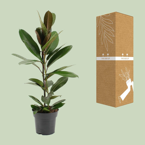 Ficus America Tresor - Ø17cm - ↕75cm