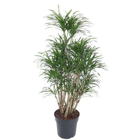 Dracaena Anita verzweigt - 140 cm - ø31