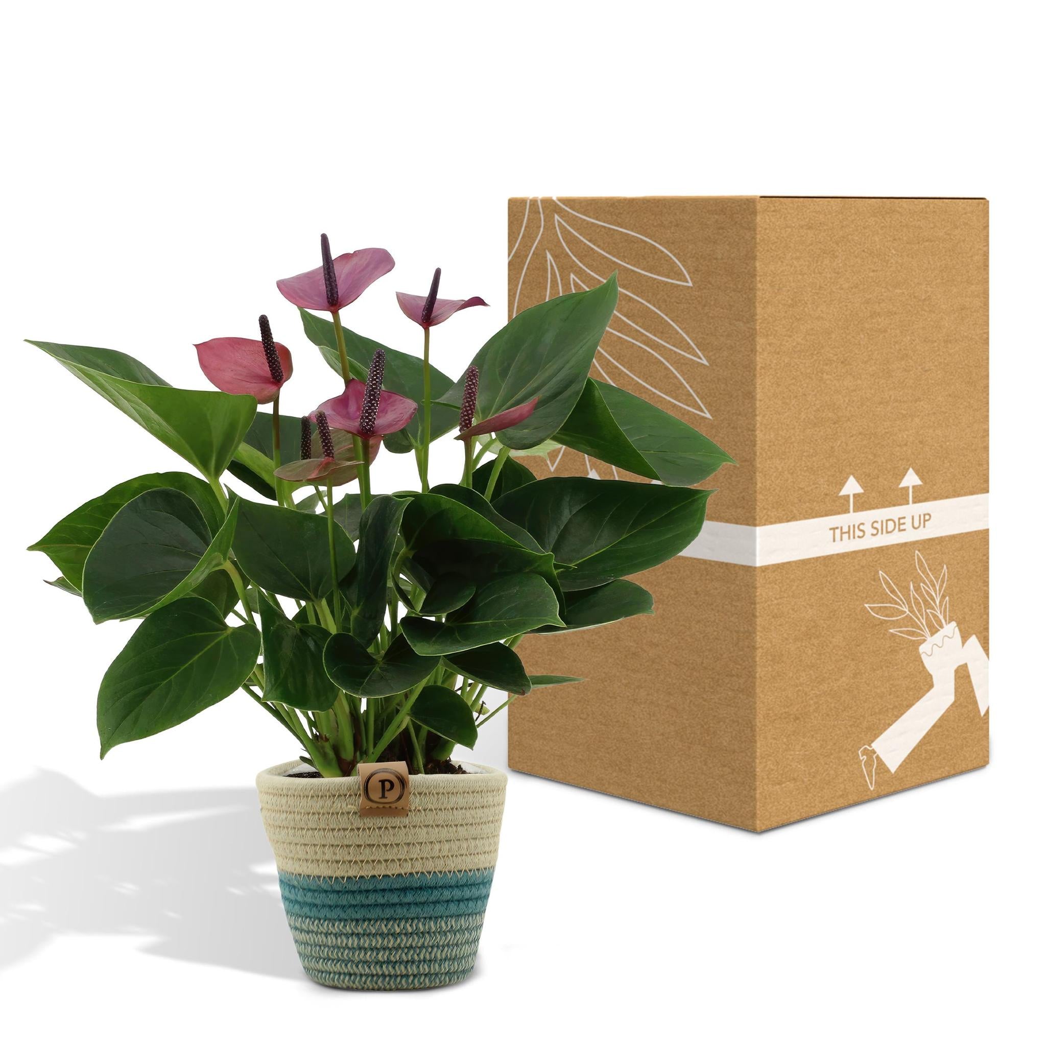 Anthurium Andreanum Baby Purple inkl. PURE Korb - 45 cm - Ø12 cm