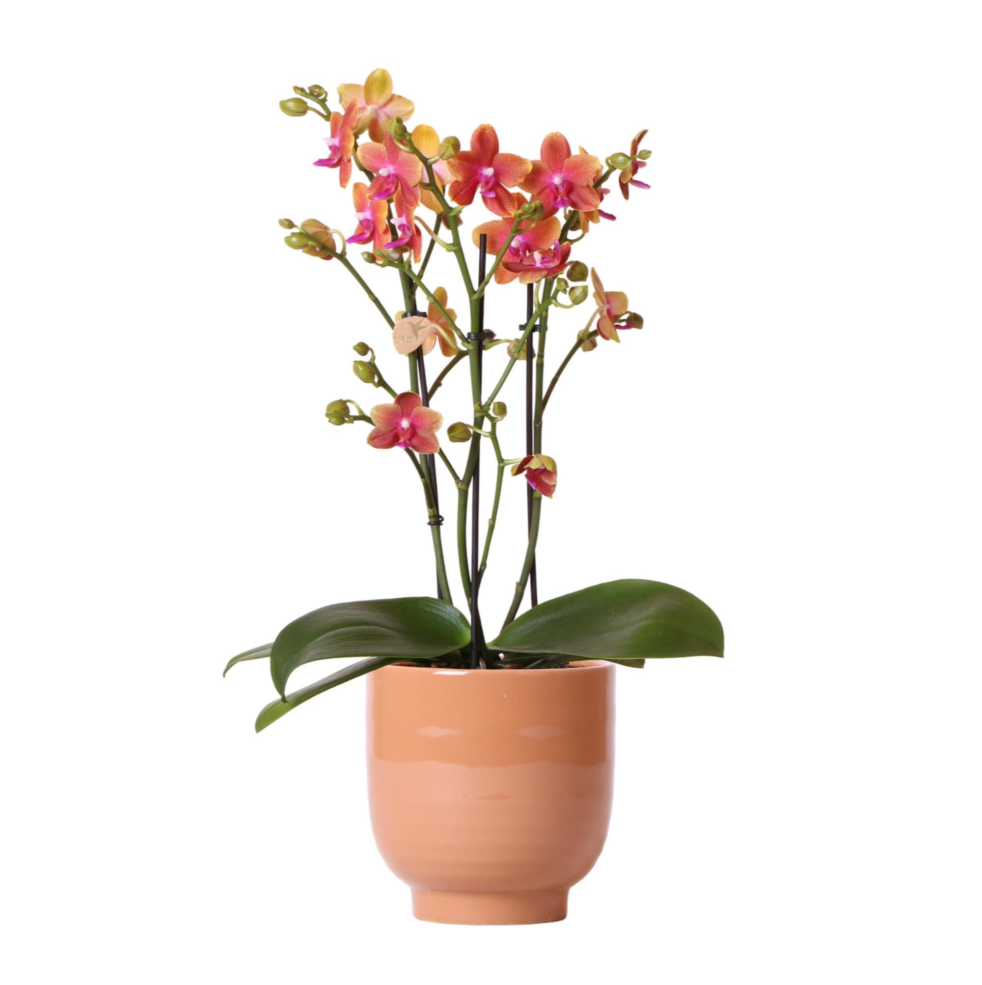 Kolibri Orchids | Orange duftende Phalaenopsis-Orchidee im cognacfarbenen Stripe-Ziertopf - Topfgröße Ø12cm