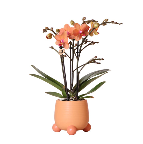 Kolibri Orchids | Orange Phalaenopsis Orchidee - Mineral Bolzano + Rolling Peach - Topfgröße Ø9cm | blühende Zimmerpflanze - frisch vom Züchter