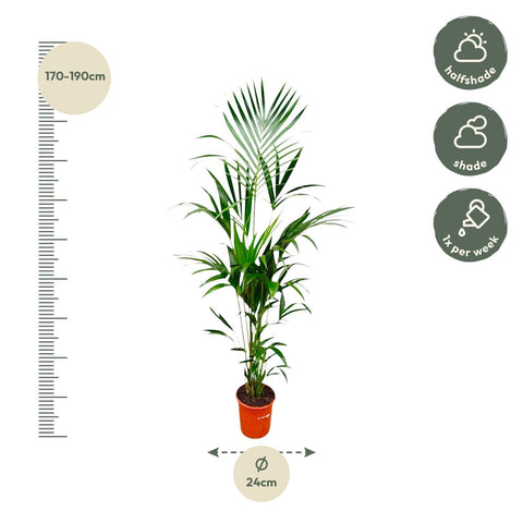 Kentia Palme - 180cm - ⌀24