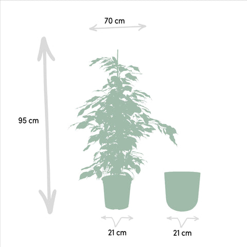 Ficus benjamina Danielle - Ø21cm - ↕95cm + Topf Mayk Lead