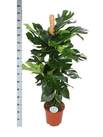 Monstera Deliciosa Moosstab Ø27cm ↕150cm in Albury Schwarz Print Korb