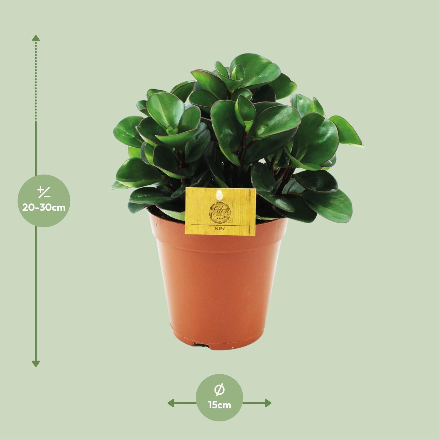 Peperomia Burning Bush - Ø15cm - ↕25cm