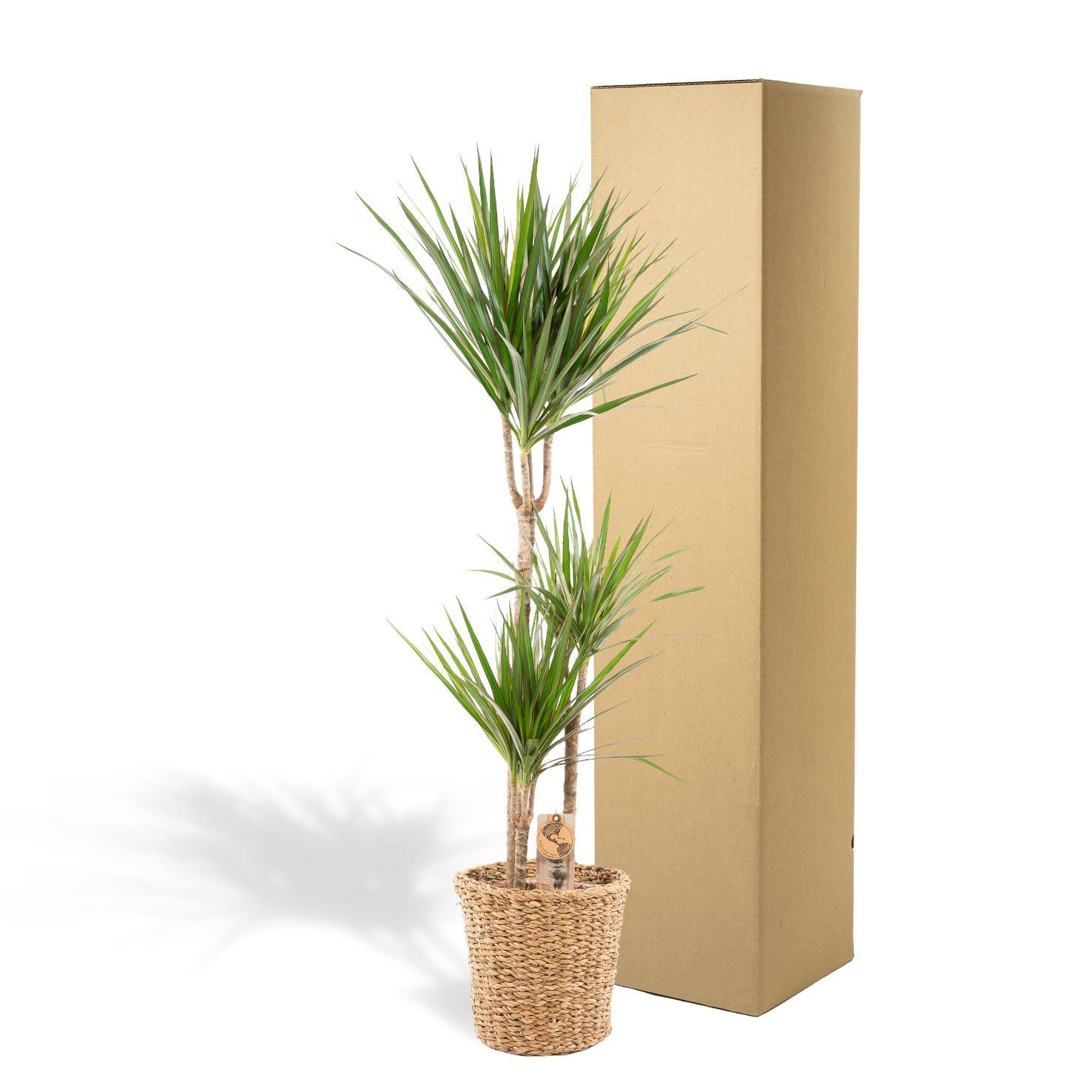 Dracaena mit Korb - ↨120cm - Ø21cm