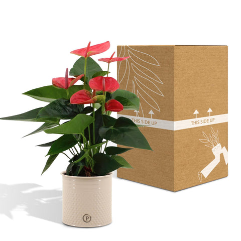 Anthurium Andreanum Sweet Dream inkl. PURE Zink - 45cm - Ø12