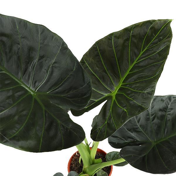 Alocasia Regal Shield Ø21cm - ↕100cm in Vibes in Blau Topf