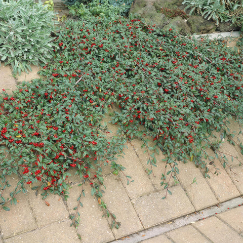 6x Cotoneaster dammeri - ↕10-25cm - Ø9cm - 12x