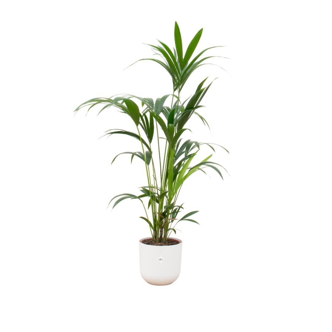 Kombi-Angebot - Kentia-Palme inkl. elho Jazz Rund Weiß Ø26 - 160 cm