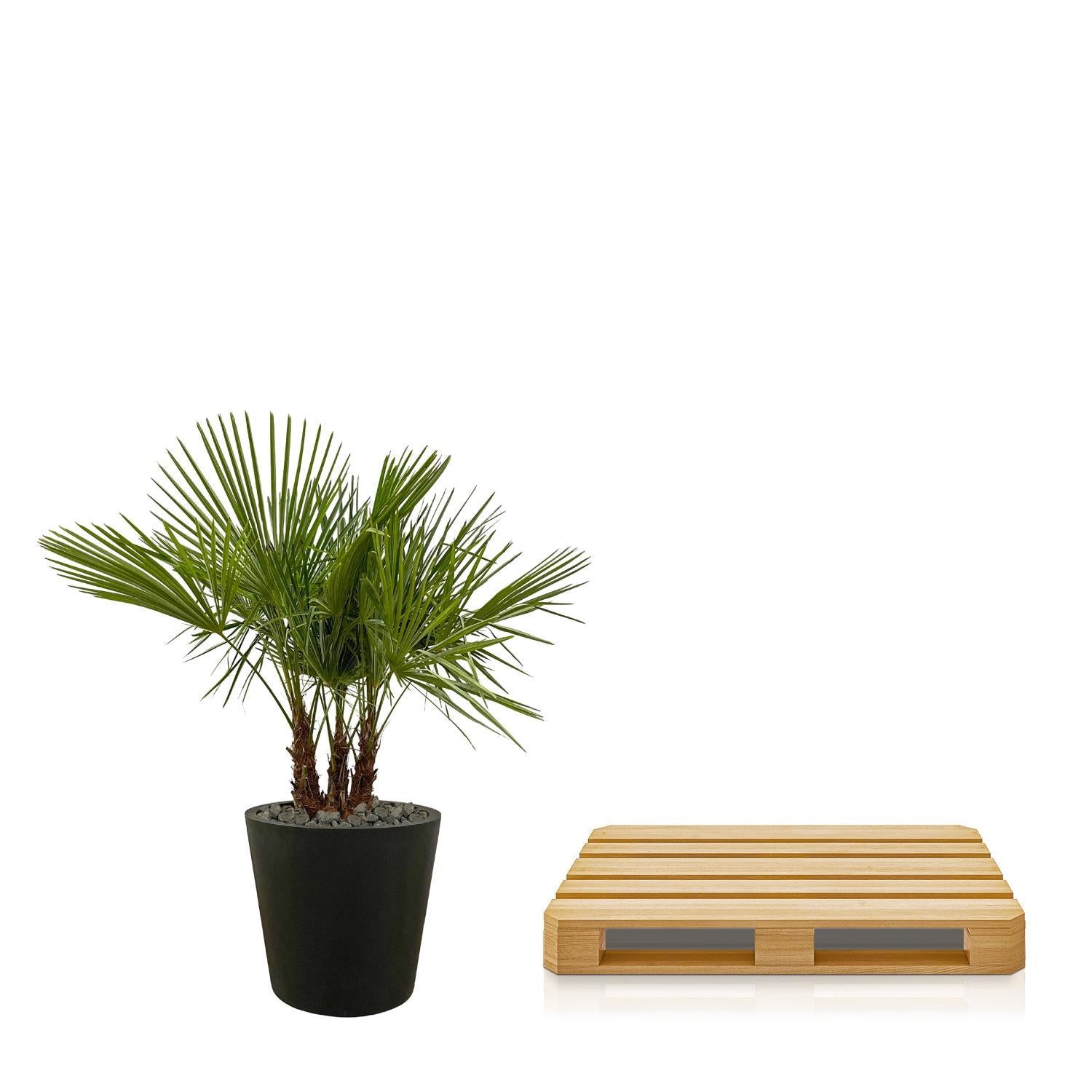 Trachycarpus Multi-Stamm - 180cm- Ø45