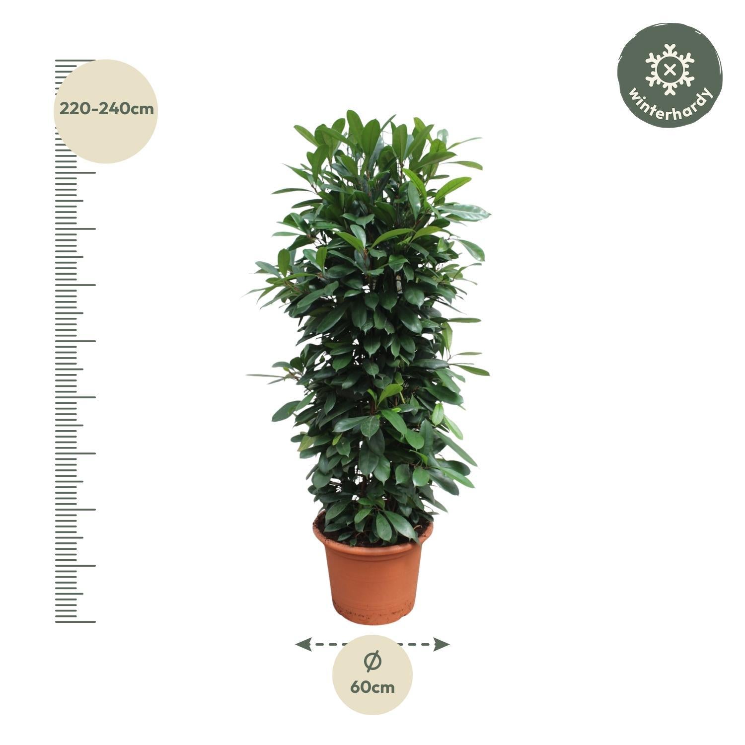 Ficus Cyathistipula Gittergestell - 230 cm - ø60