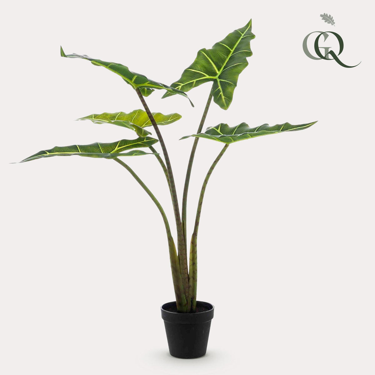 Kunstpflanze - Alocasia Frydek - 80 cm