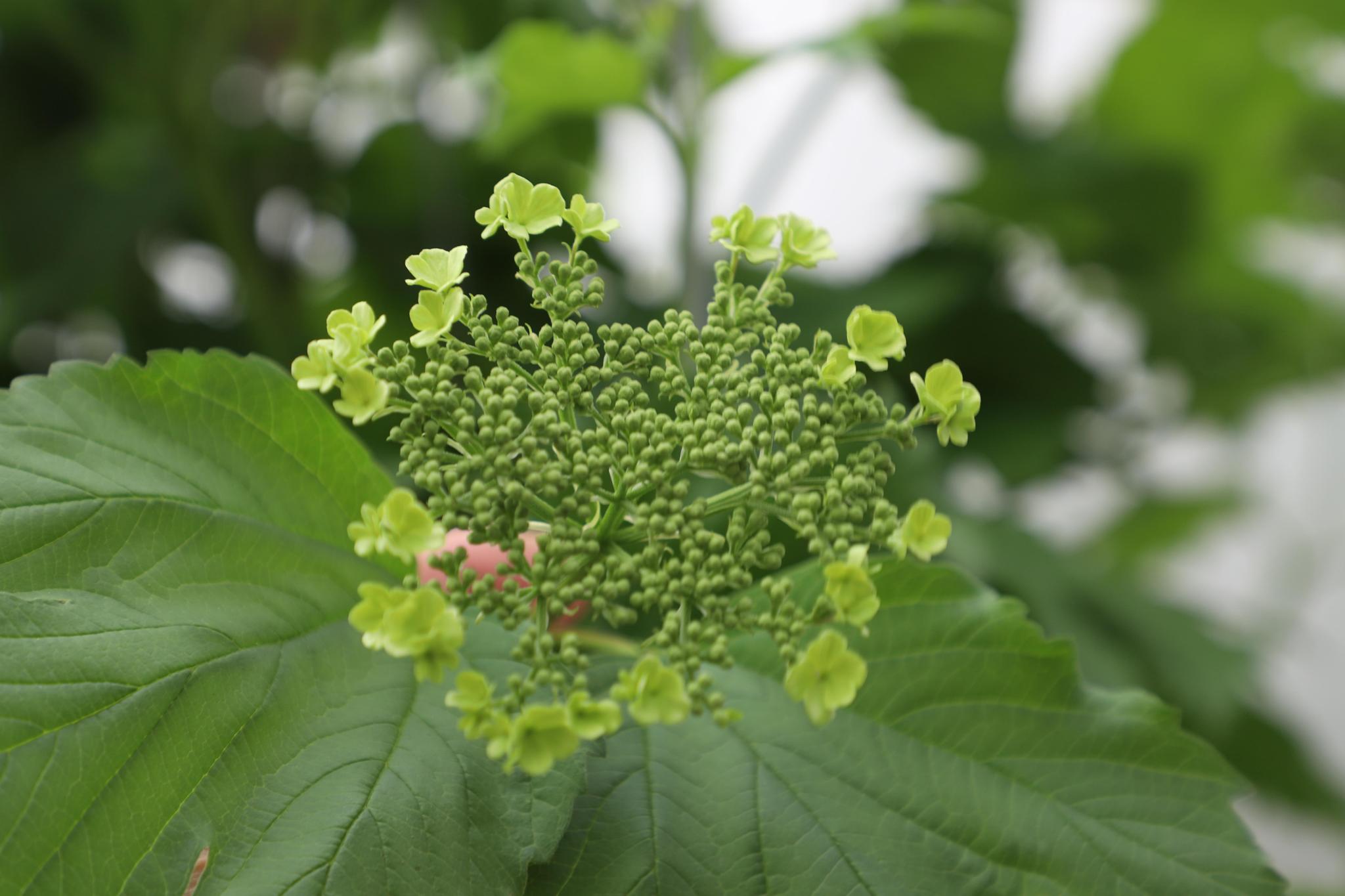 Viburnum Opulus - ↨180cm - 1 Stück