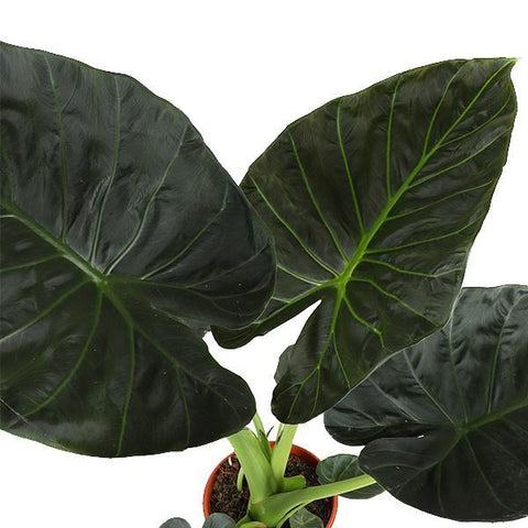 Alocasia Regal Shield Ø21cm - ↕100cm in Vibes Weiß Topf