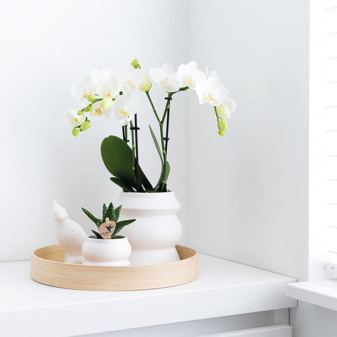 Kolibri Home | Tower weißer Blumentopf - weißer Keramik-Ziertopf - Ø9cm