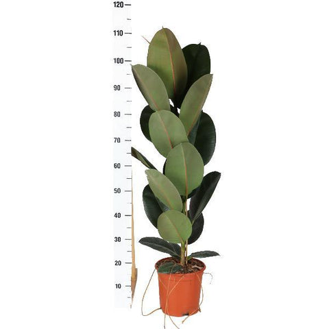 Ficus Elastica Robusta - Ø21cm - ↕90cm in Vibes Weiß Topf