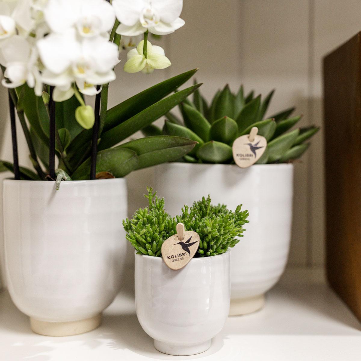 Kolibri Home | Blumentopf glasiert - Weißer Keramik-Ziertopf mit Glanz