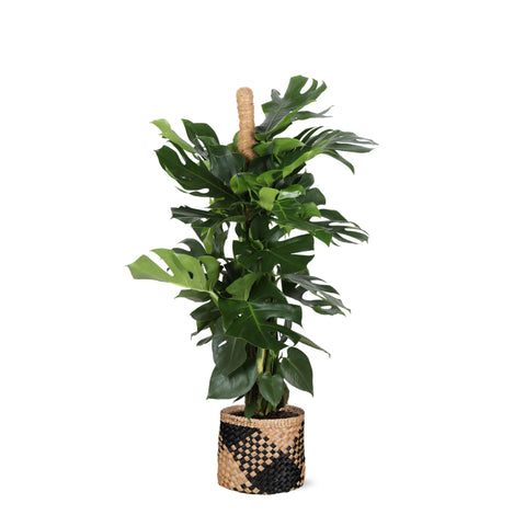 Monstera Deliciosa Moosstab Ø27cm ↕150cm in Albury Schwarz Print Korb