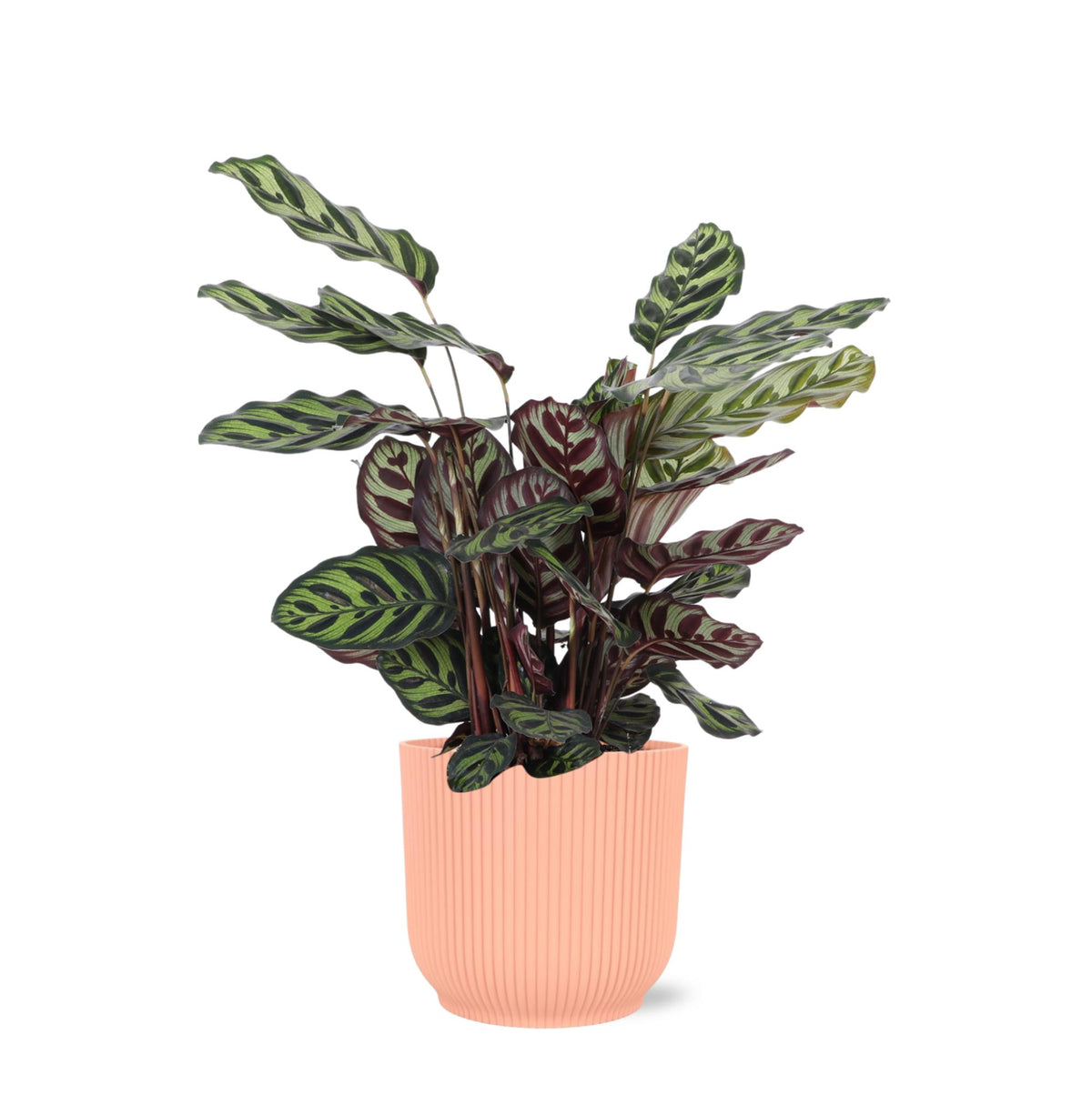 Calathea Makoyana Ø21cm - ↕70cm in Vibes Rosa Topf