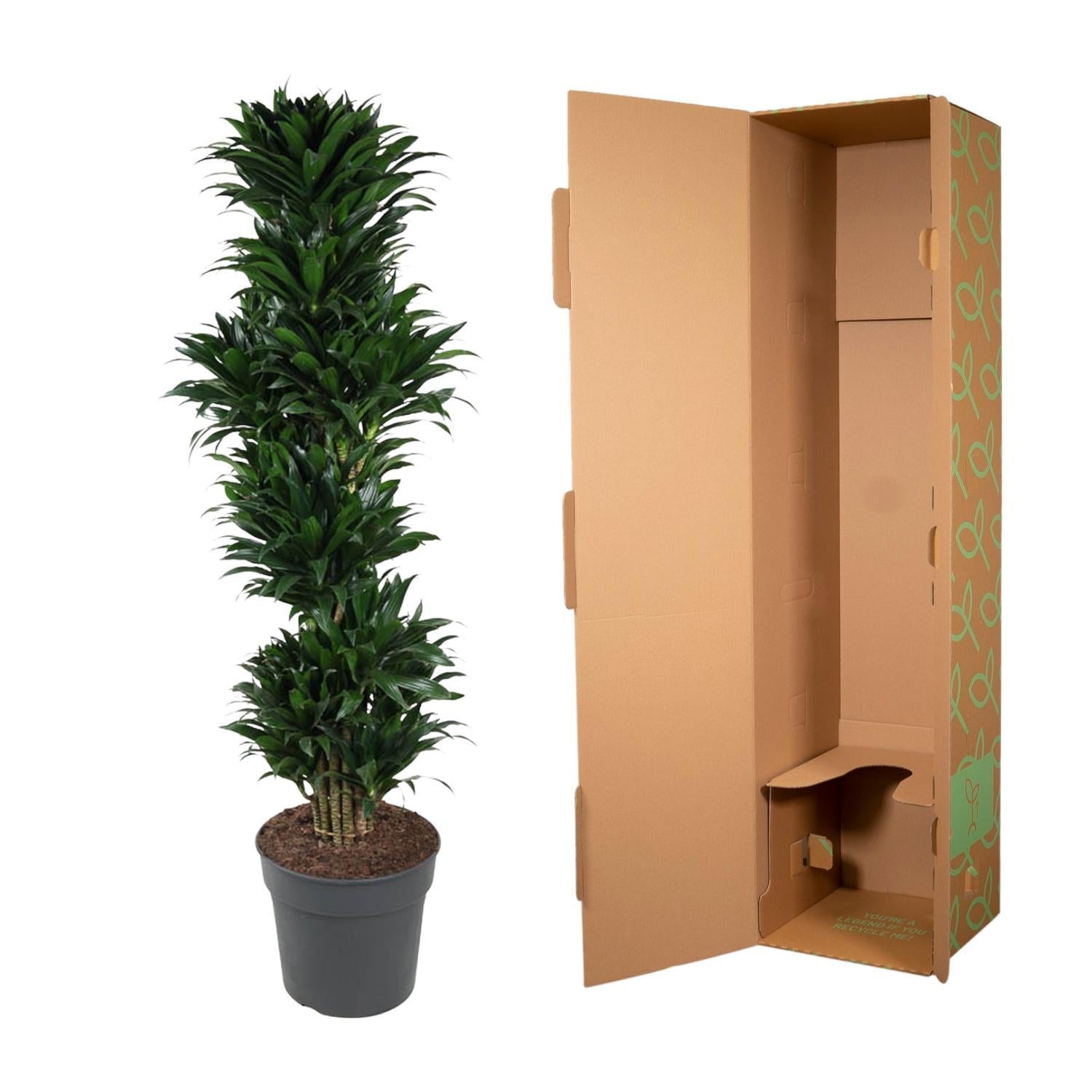 Dracaena Compacta verzweigt - 170 cm - ø34