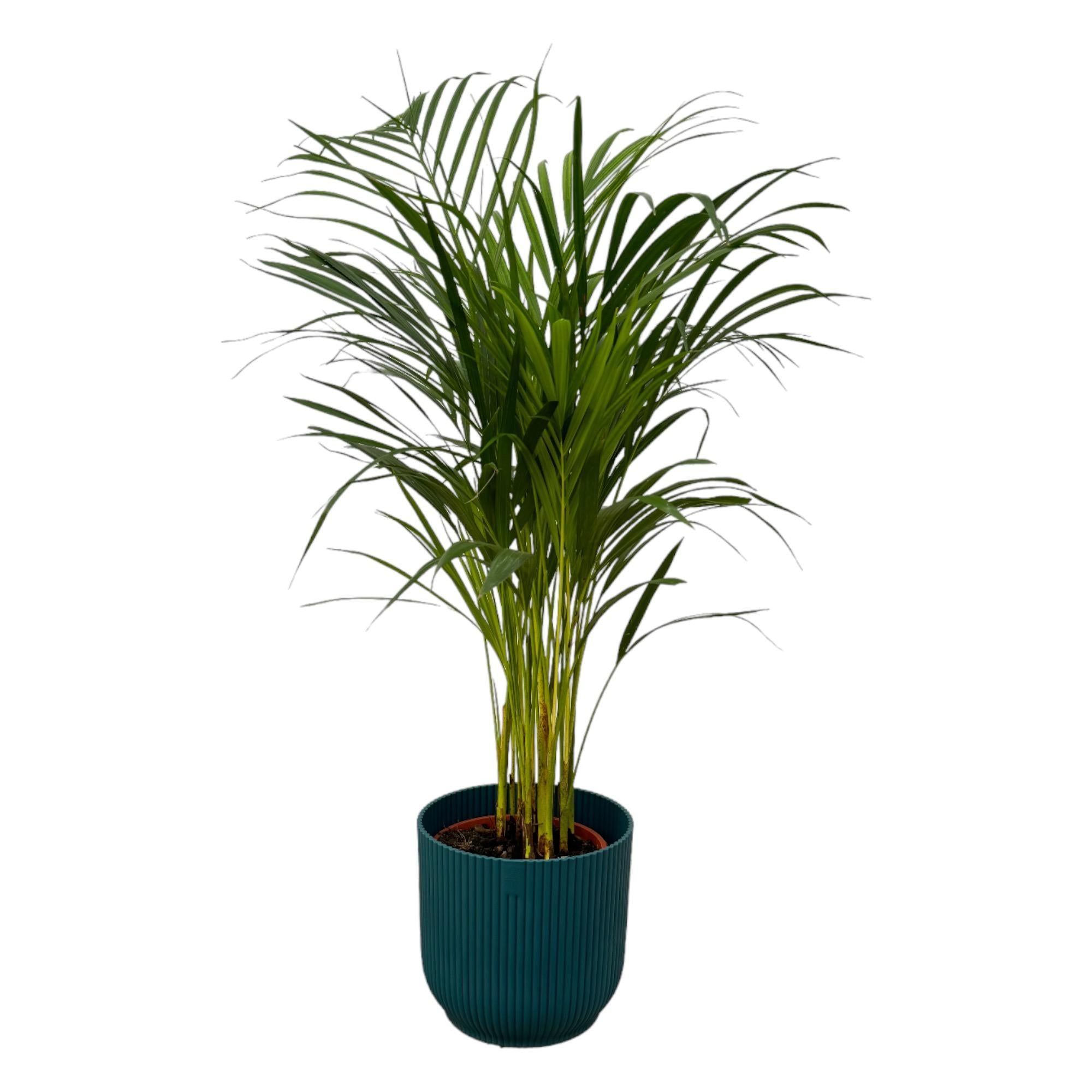 Areca Palme - ↨85cm - Ø19cm inkl. elho Vibes Fold Rund Blau D22xH20