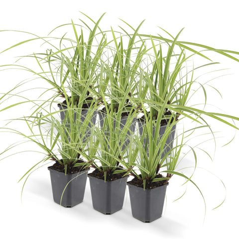 6x Carex morrowii 'Ice Dance' - ↕10-25cm - Ø9cm