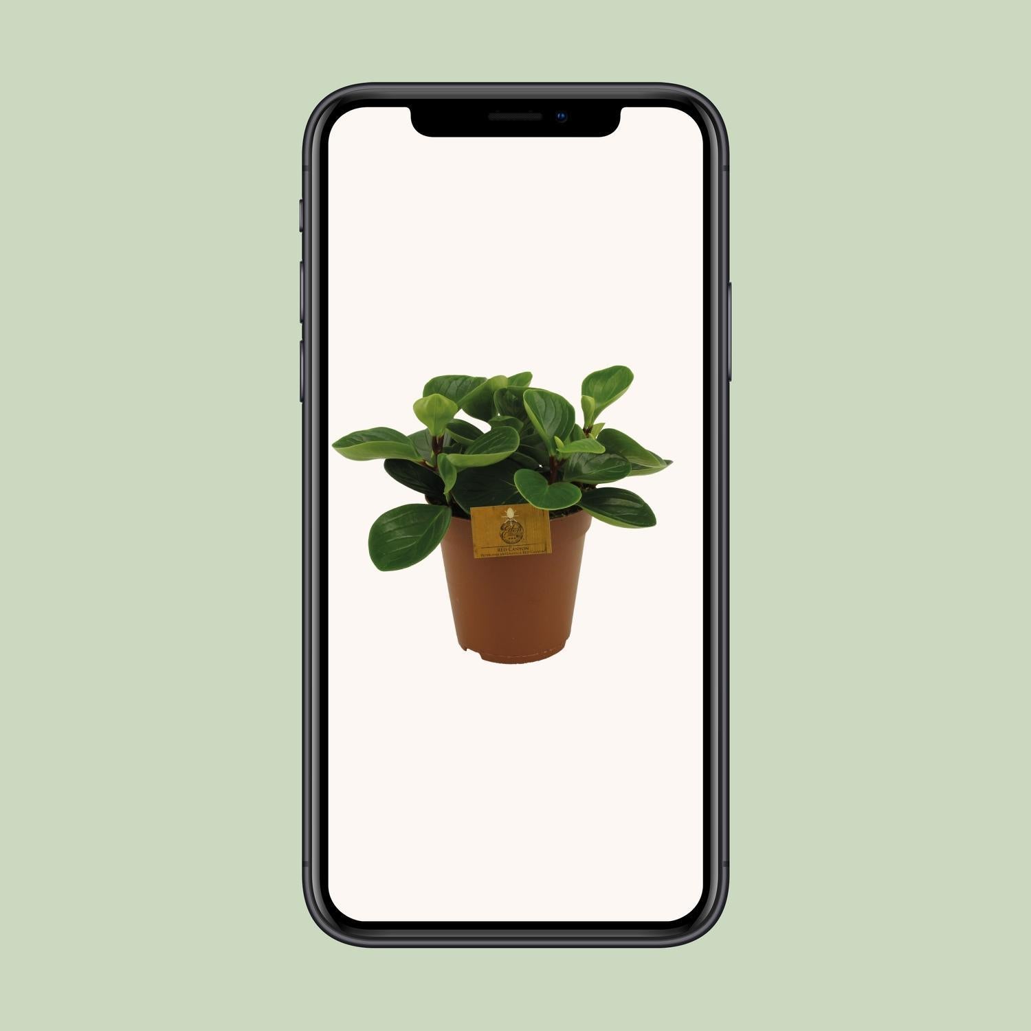 Peperomia Red Canyon - Ø15cm - ↕25cm