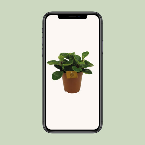 Peperomia Red Canyon - Ø15cm - ↕25cm