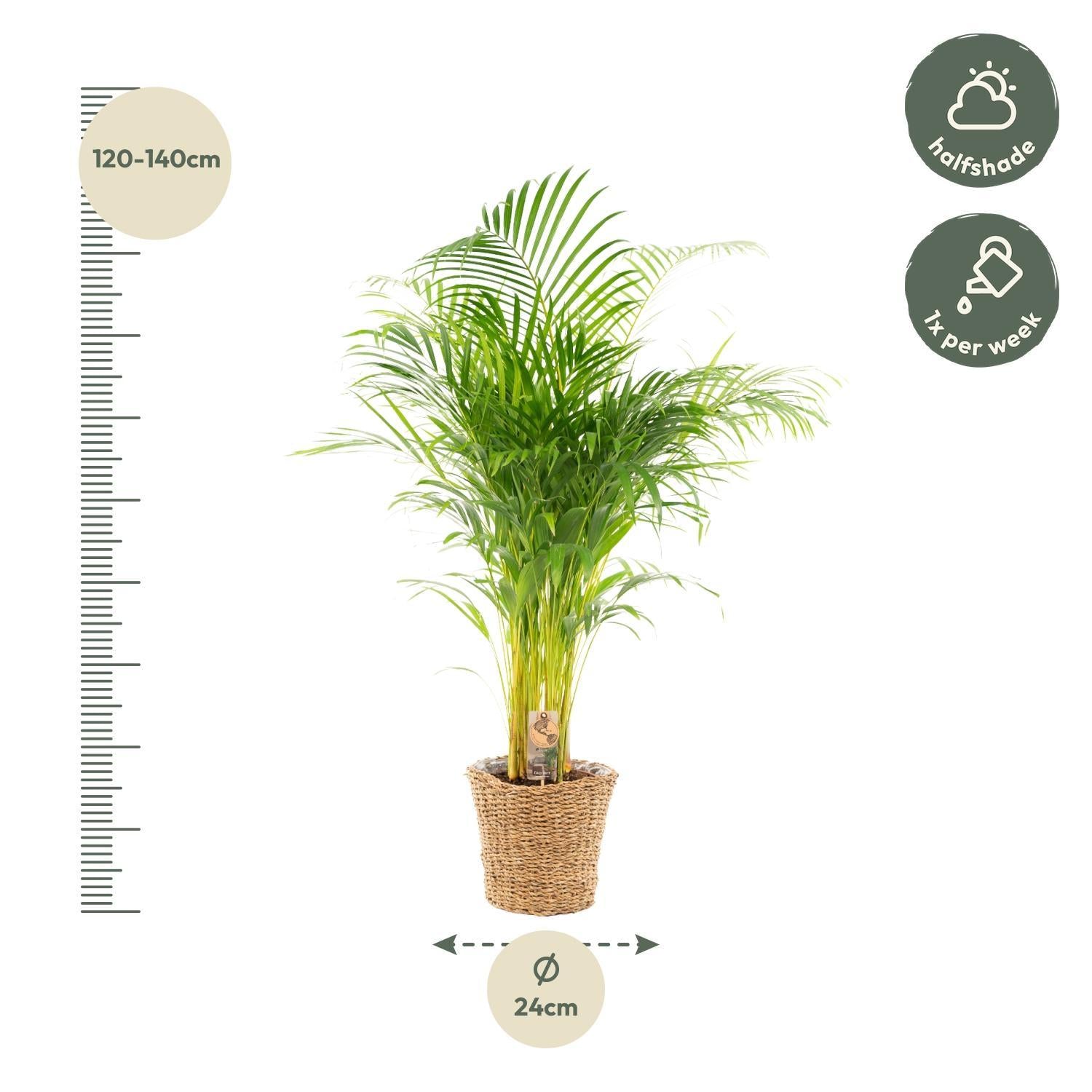 Areca mit Korb - ↨130cm - Ø24cm