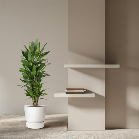 Dracaena Janet Lind verzweigt - 110 cm - ø27