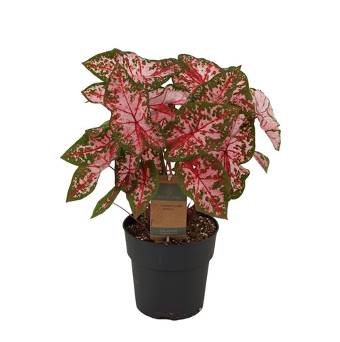 Caladium Carolyn Whorton - 65 cm - Ø21cm