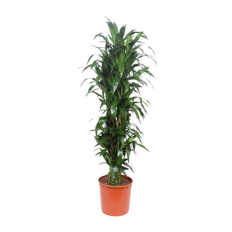 Dracaena Janet Craig - 170 cm - ø34