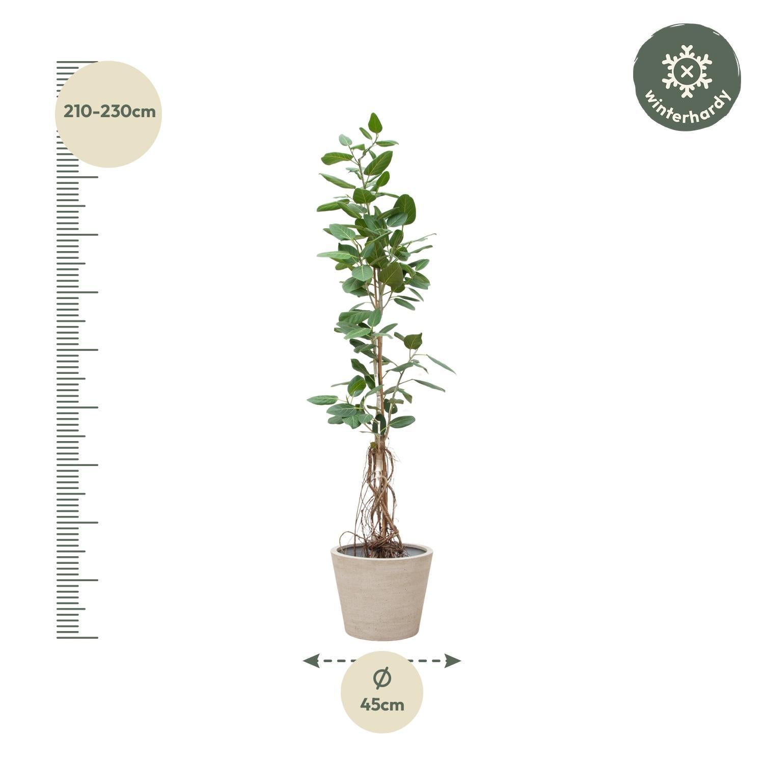 Ficus Benghalensis Audrey auf Stamm mit hängenden Wurzeln - 220cm - ø45