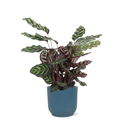 Calathea Makoyana Ø21cm - ↕70cm in Vibes Blau Topf